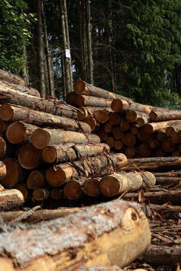 RD Logie Timber Day 3 6