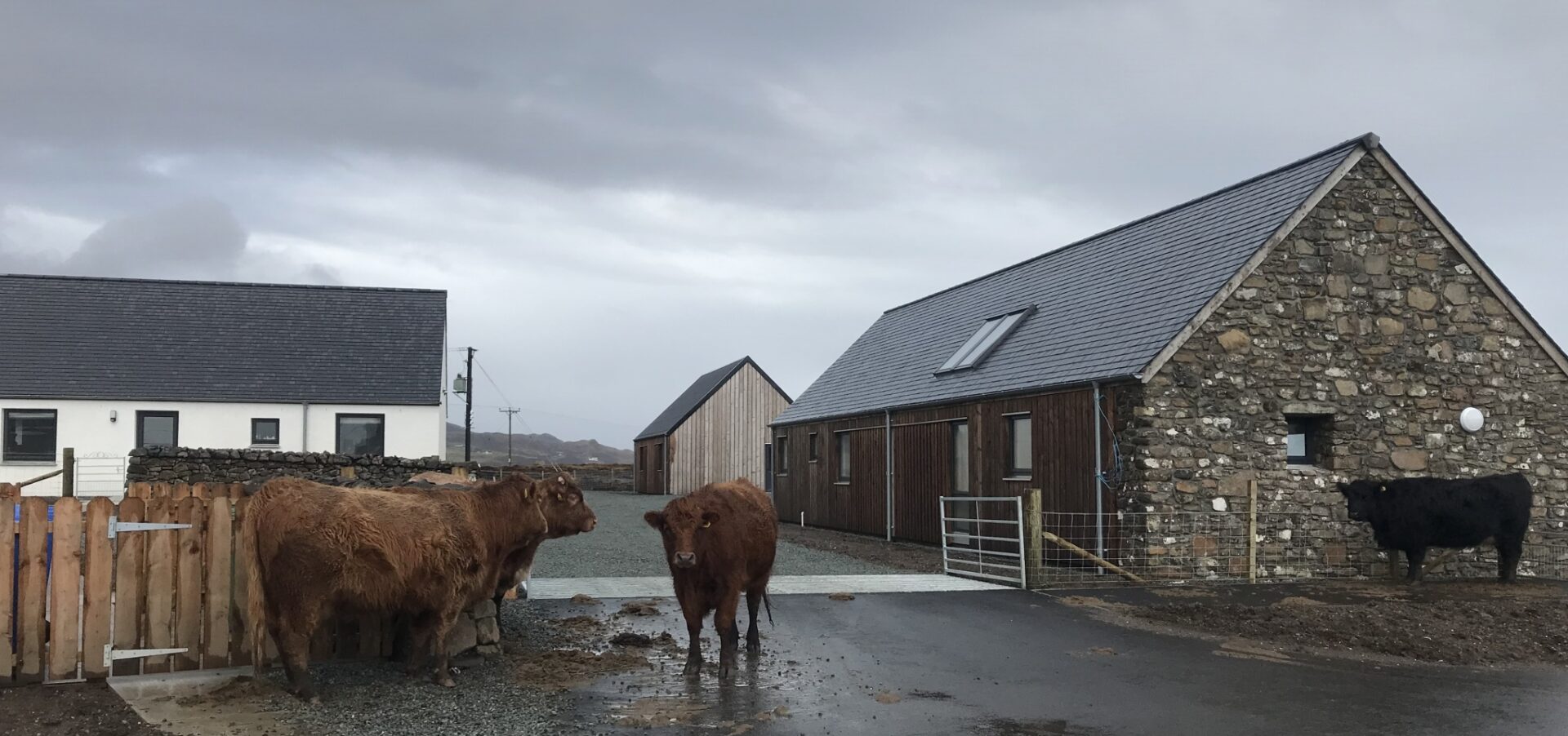 Cows1920x900