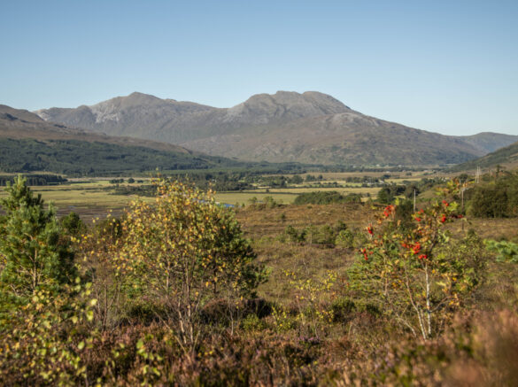 RH LC Looking East toward plots 2